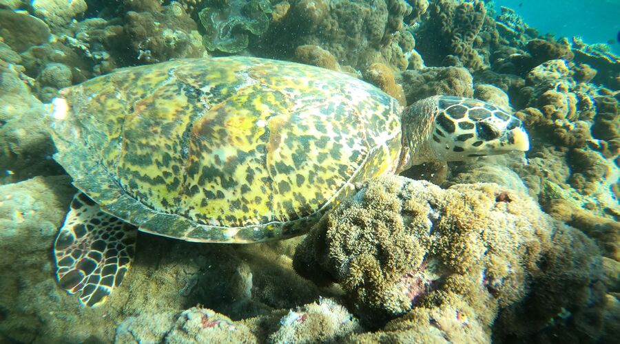 Maxi Her şey Dahil Sharm Turu Pegasus Hava Yolları İle 4 Gece